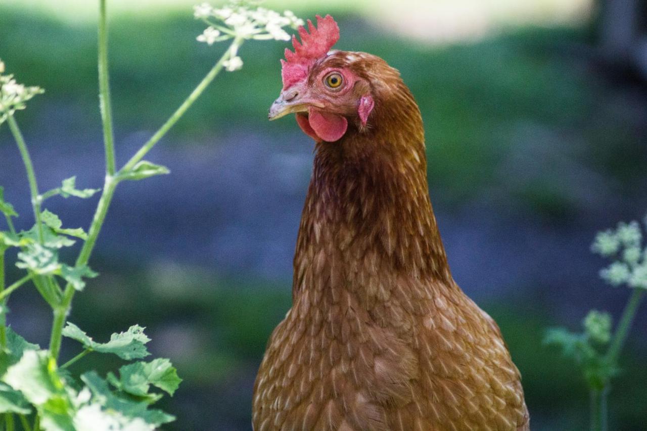 Agri-B&B Lou Col Canosio Dış mekan fotoğraf
