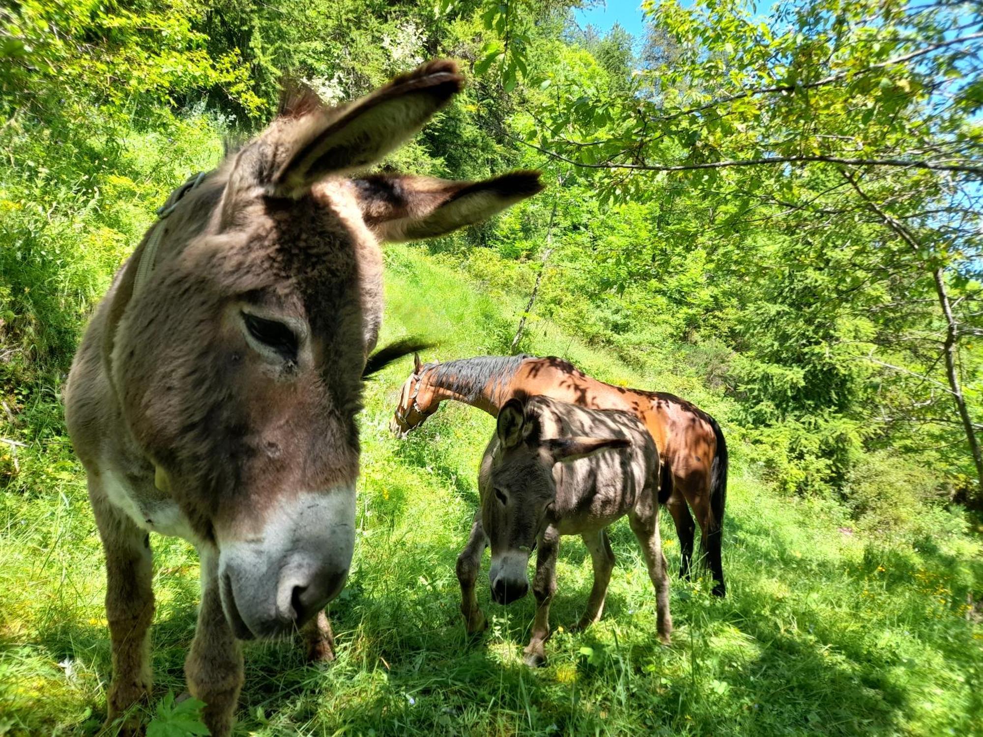 Agri-B&B Lou Col Canosio Dış mekan fotoğraf
